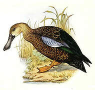 Cape Shoveler