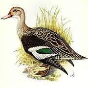 Cape Teal