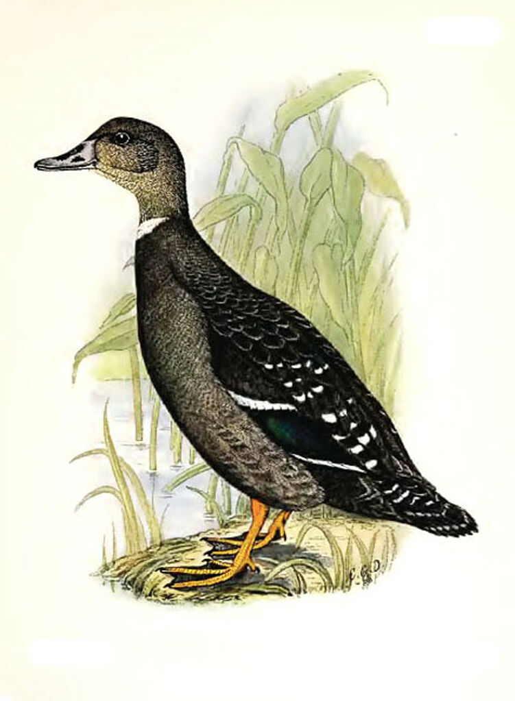 African Black Duck