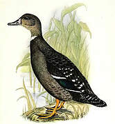 African Black Duck