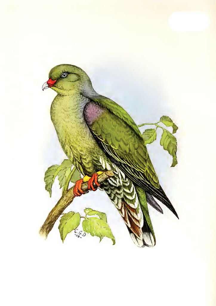 African Green Pigeon