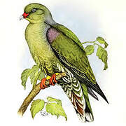 African Green Pigeon