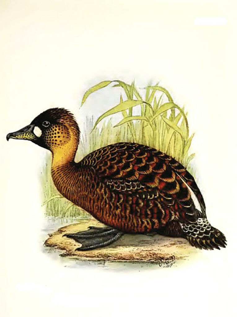 White-backed Duck