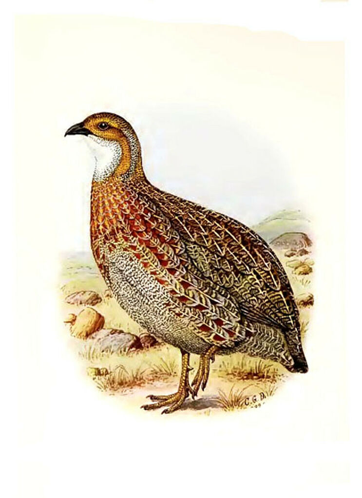 Francolin à ailes grises