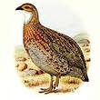 Francolin à ailes grises