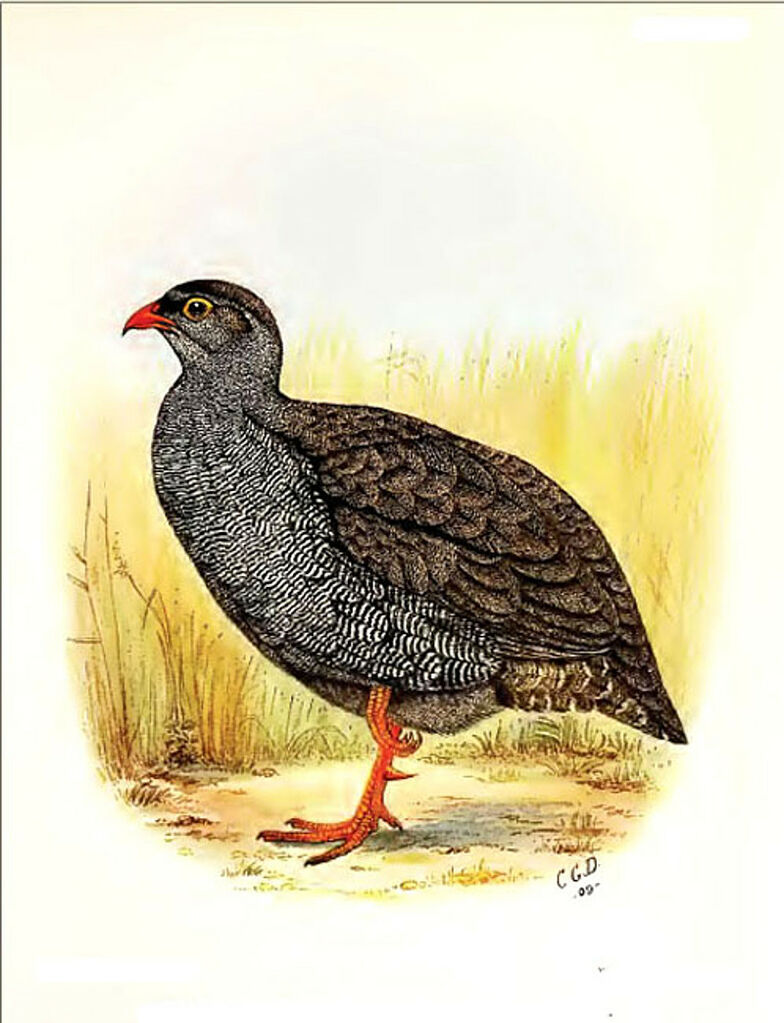 Francolin à bec rouge, identification