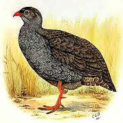 Red-billed Spurfowl