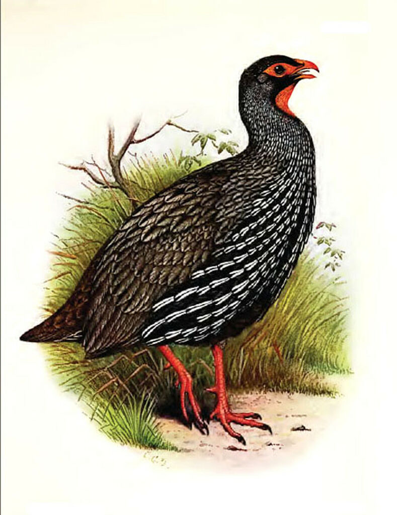 Red-necked Spurfowl