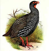 Red-necked Spurfowl