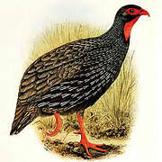 Red-necked Spurfowl