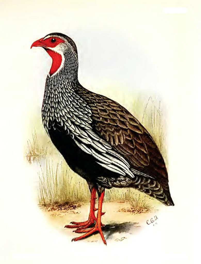 Red-necked Spurfowl