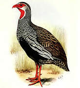 Red-necked Spurfowl