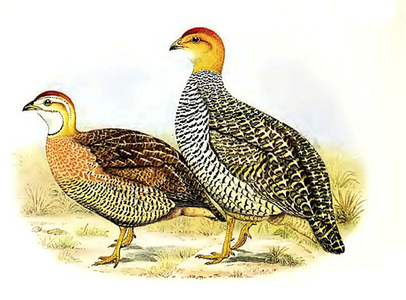 Francolin coqui