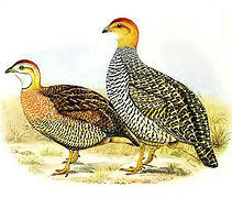 Coqui Francolin