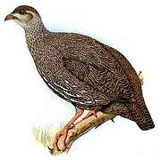 Cape Spurfowl