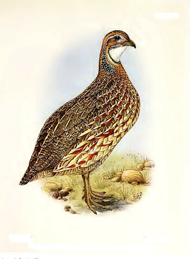 Orange River Francolin