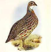 Orange River Francolin