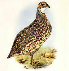 Francolin d'Archer