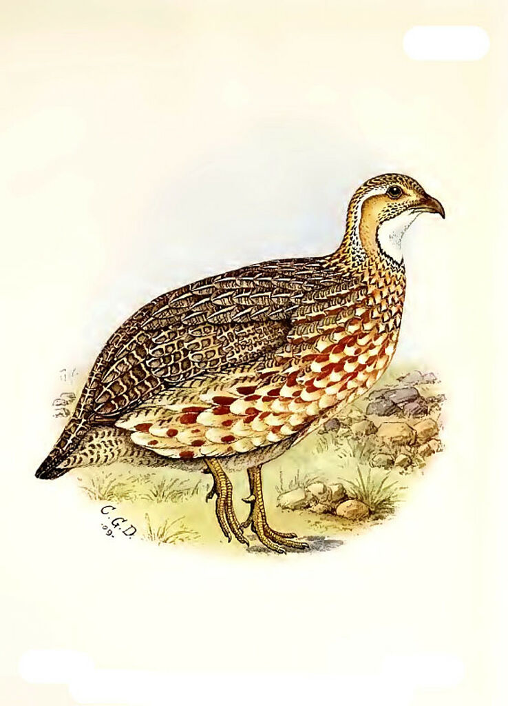 Orange River Francolin