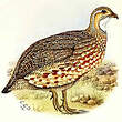 Francolin d'Archer