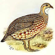 Francolin d'Archer