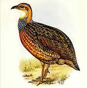 Red-winged Francolin