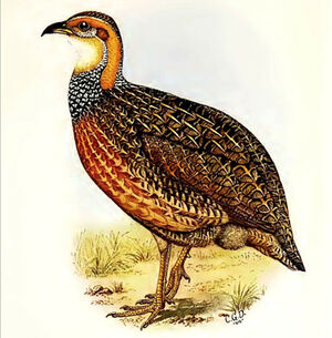 Francolin de Levaillant