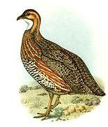 Shelley's Francolin