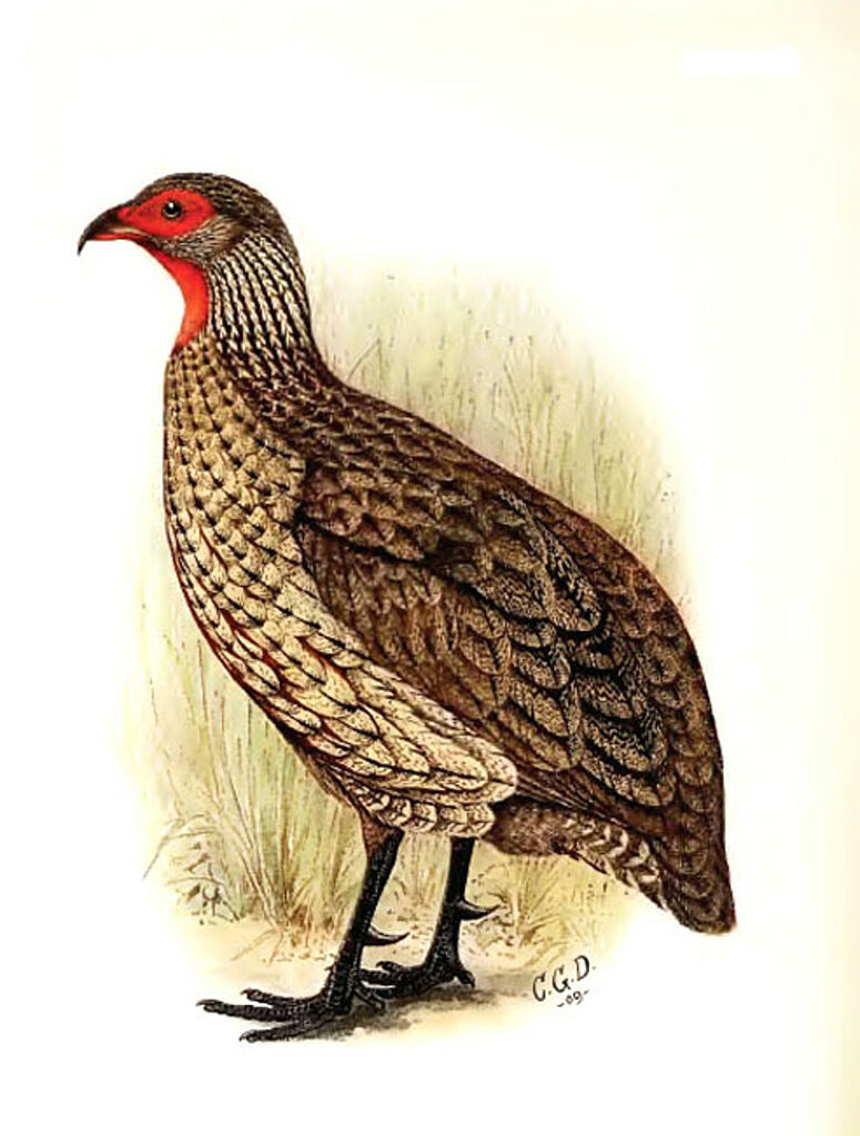 Swainson's Spurfowl