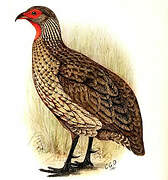 Francolin de Swainson