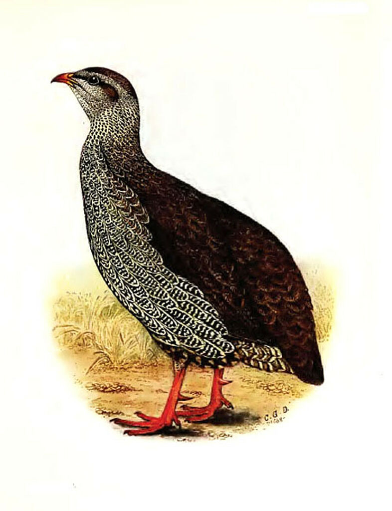 Francolin du Natal