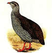 Francolin du Natal