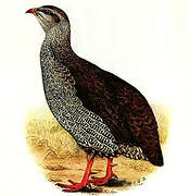 Natal Spurfowl