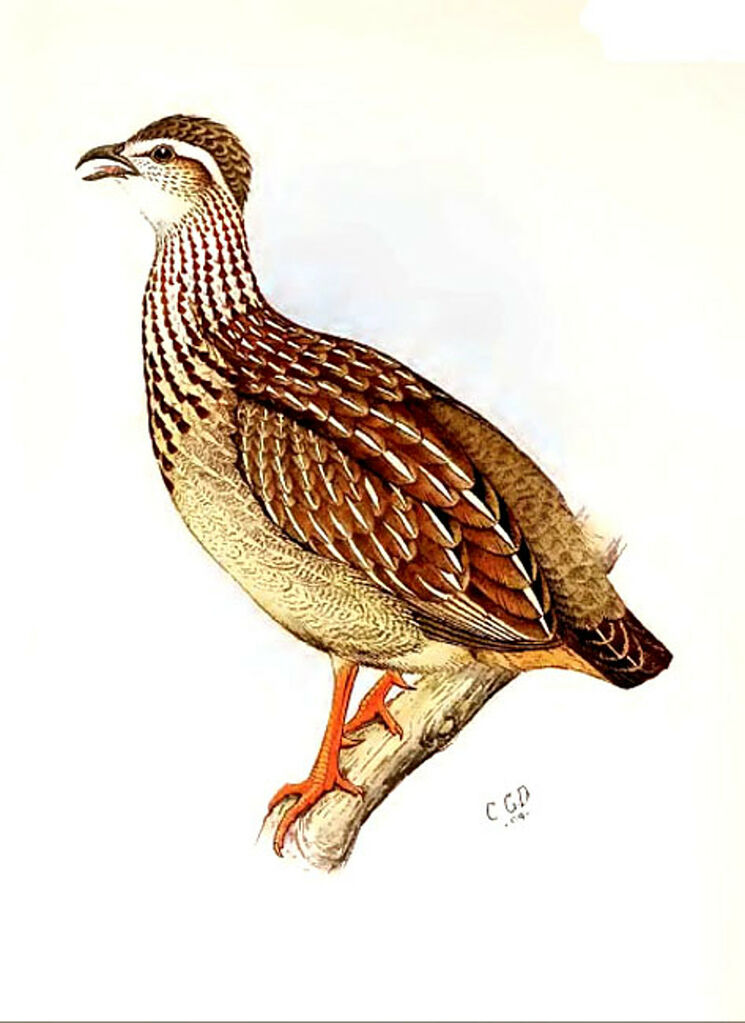 Francolin huppé