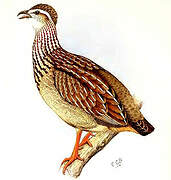 Francolin huppé