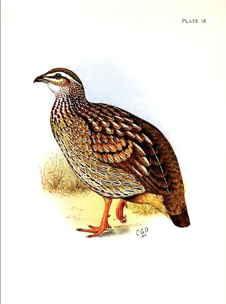 Francolin huppé