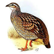 Crested Francolin