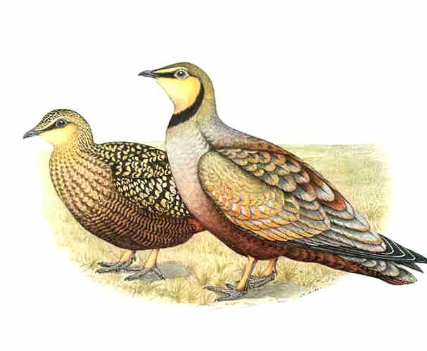 Yellow-throated Sandgrouse