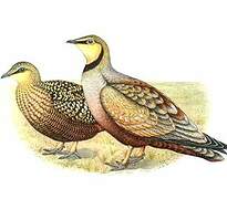 Yellow-throated Sandgrouse