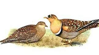 Double-banded Sandgrouse