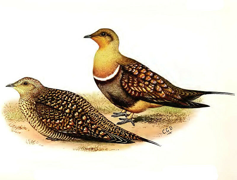 Namaqua Sandgrouse