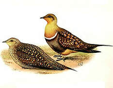 Namaqua Sandgrouse