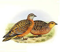 Spotted Sandgrouse