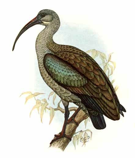 Hadada Ibis