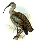 Hadada Ibis