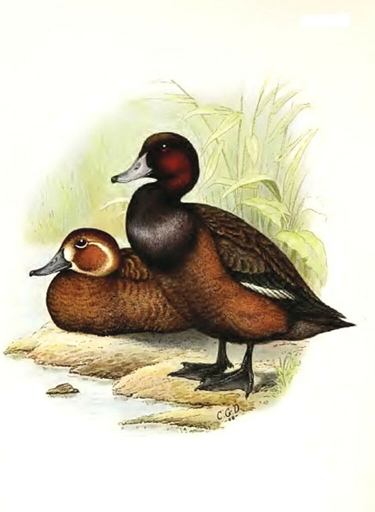 Southern Pochard