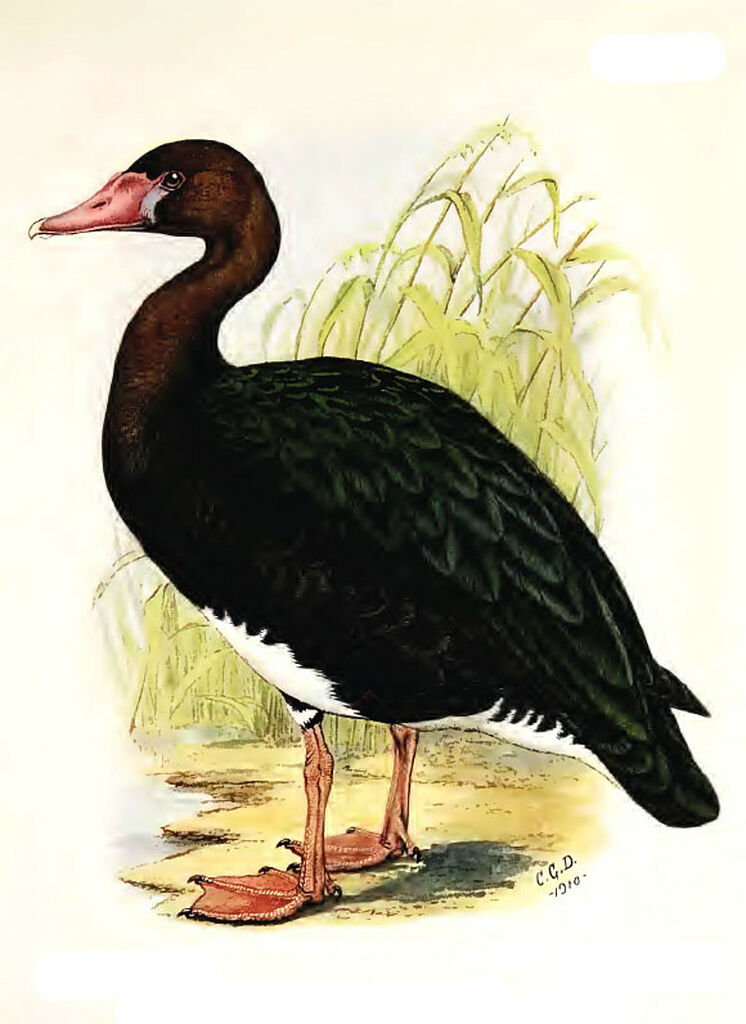 Spur-winged Goose