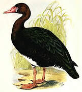 Spur-winged Goose