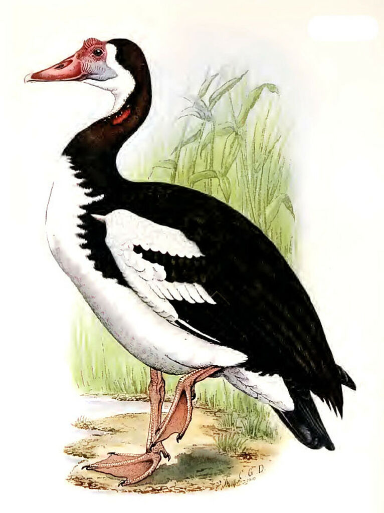 Spur-winged Goose