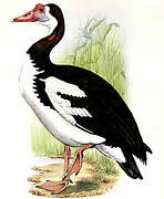 Spur-winged Goose